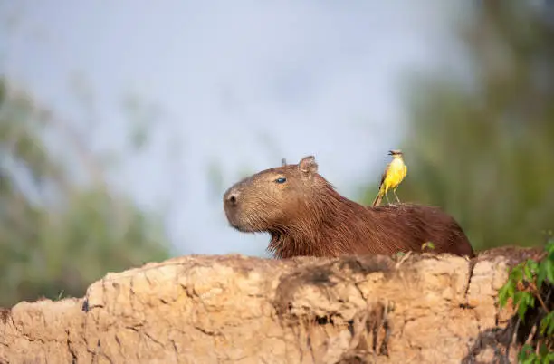 Close up of a Capybara with a bird Cattle tyrant sitting on a back, South Pantanal, Brazil.