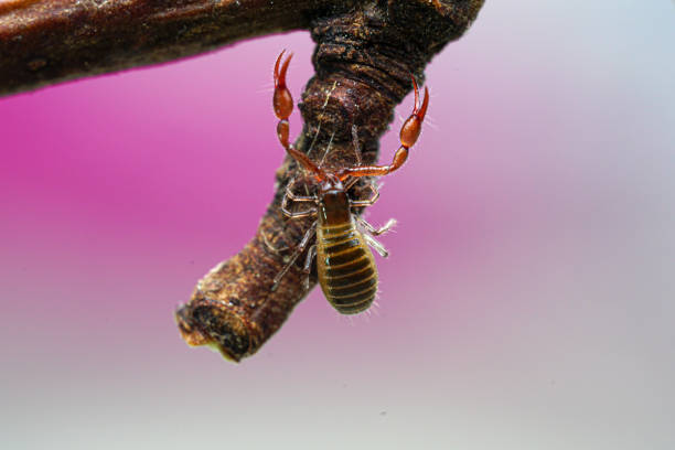 house pseudoscorpion The pseudoscorpion, chelifer cancroides on a little branch with pink and white background. pseudoscorpion stock pictures, royalty-free photos & images