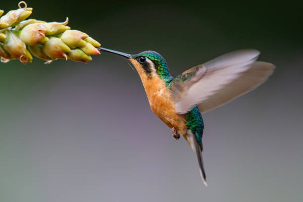 Hummingbird, White-throated Mountain-gem (Lampornis castaneoventris) female flying next to a flower to get nectar in the rainforest in San Gerardo del dota, Savegre, Costa Rica