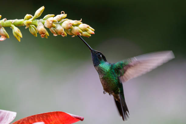 istock Magnificent Hummingbird (Eugenes fulgens)  flying 1302847238