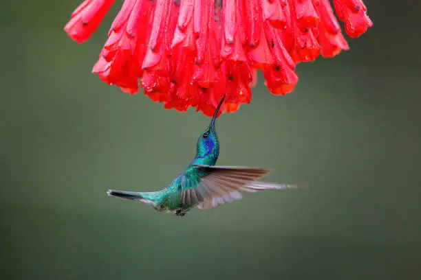 Hummingbird - Green violet-ear (Colibri thalassinus) flying to pick up nectar from a beautiful red flower, San Gerardo del Dota, Savegre, Costa Rica. Action wildlife scene from nature.