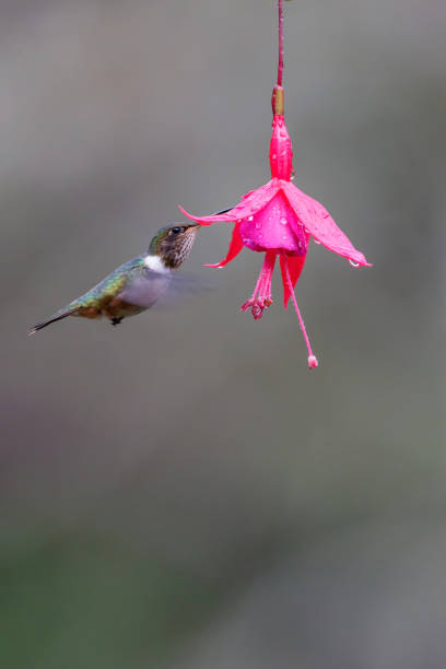 istock volcano Hummingbird (Selasphorus flammula) flying 1302847276