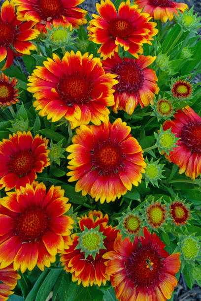 istock Beautiful spring flowers-Howard County, Indiana 1302847669