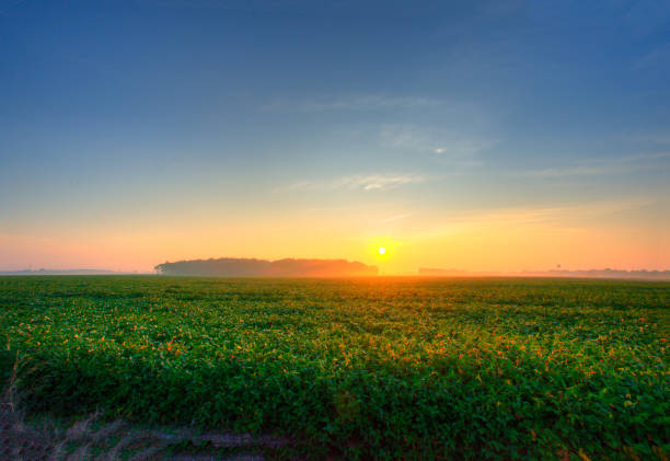 istock Sunrise over a soybean field-Tipton County Indiana 1302848718