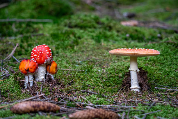 istock poisonous toadstool amanita muscaria mushroom on forest soil in fall 1302848728