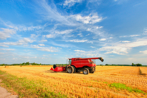 Wheat Field at harvest-Fulton County, Indiana