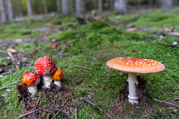 istock poisonous toadstool amanita muscaria mushroom on forest soil in fall 1302850257