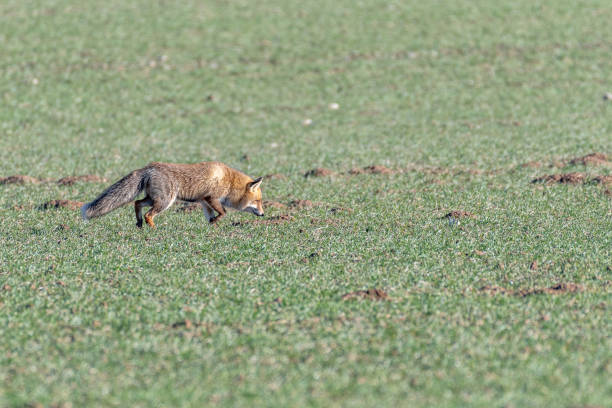 istock fox in a green cereal field with space for copy space 1302850463