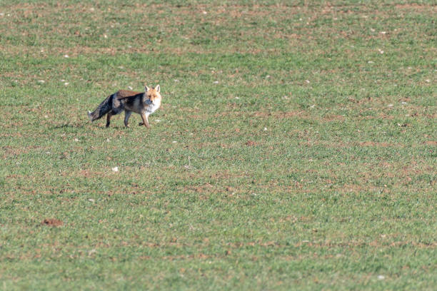 istock fox in a green cereal field with space for copy space 1302850618