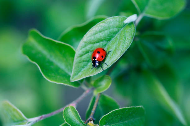 istock Ladybug on green leaf and green background. beetle ladybird sits on a green leaf 1302851386