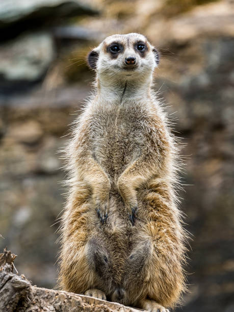 istock meerkat watching out for predators on a tree stump in a zoo 1302851462