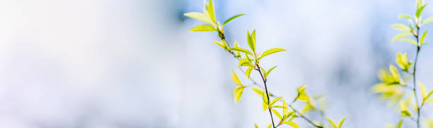 istock Panoramic spring scenery with green leaves on a sunny day 1302851533