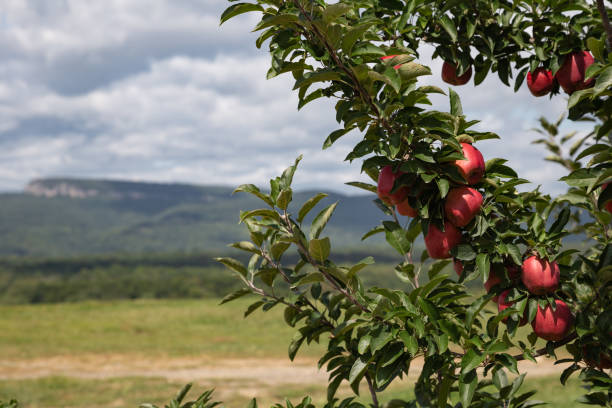 äpfel und ein blick - apfelsorte red delicious stock-fotos und bilder