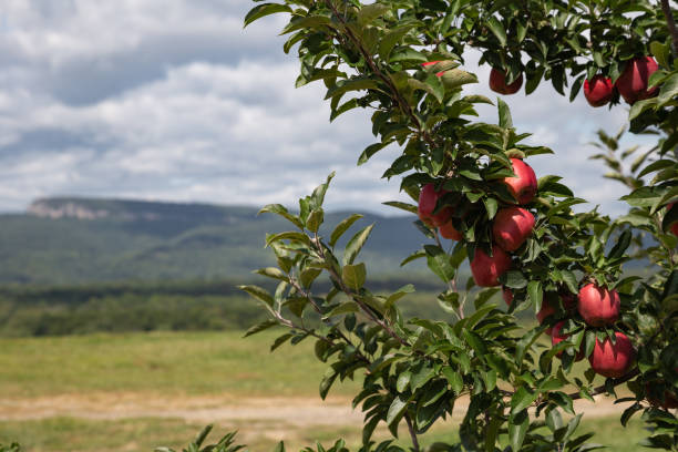 Apples and a View View of the Shawangunk Mountains from an apple orchard. hudson valley stock pictures, royalty-free photos & images