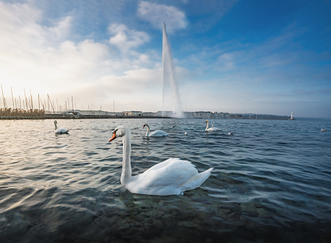Swan at  Lake Geneva and Jet D’eau Water Fountain - Geneva, Switzerland