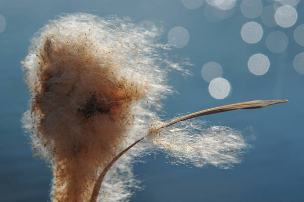 istock Fluff of fall breeze 1302855161