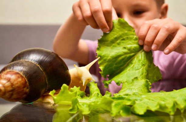 istock Boy feeds the Achatina snail with fresh green lettuce 1302855267