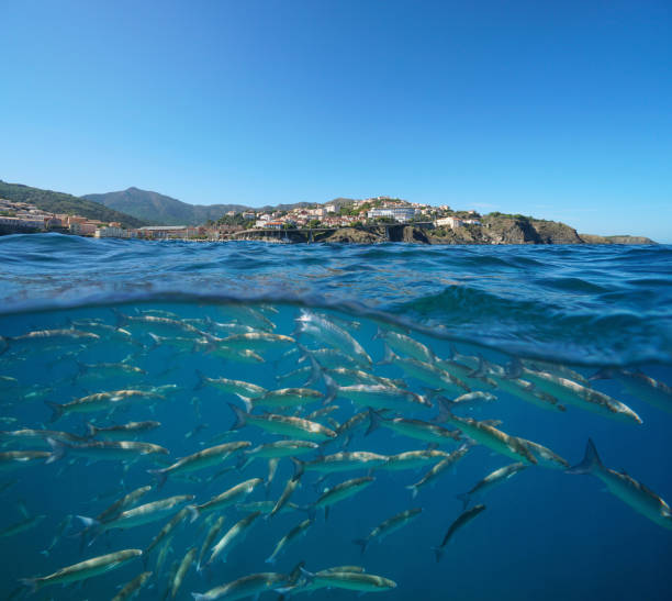 魚オクシタニーとフランス地中海の海岸線 - below sea level ストックフォトと画像