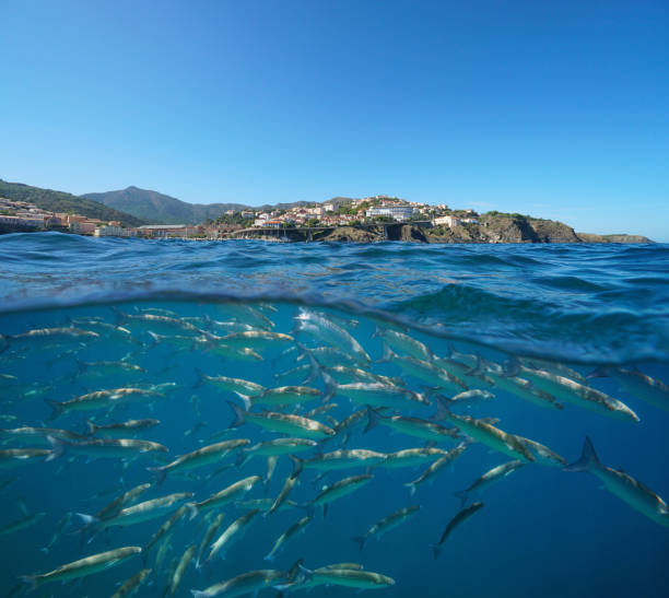 costa do mediterrâneo da frança com peixes occitanie - below sea level - fotografias e filmes do acervo