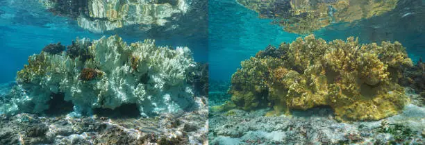 Photo of Healthy coral and bleached coral 6 months later