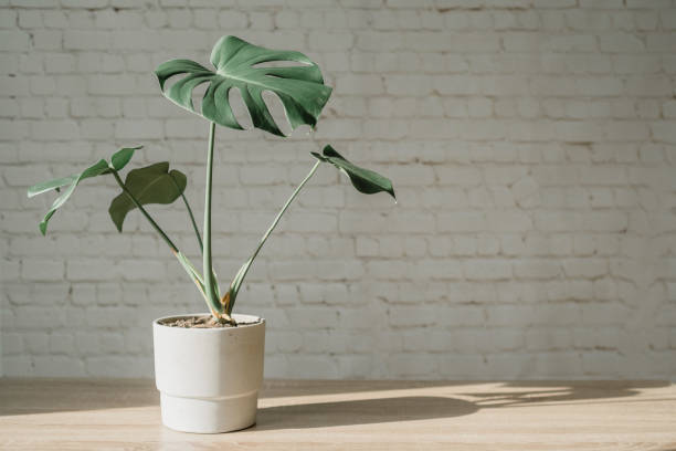 istock Monstera plant in cement pot white bricks wall background 1302861585