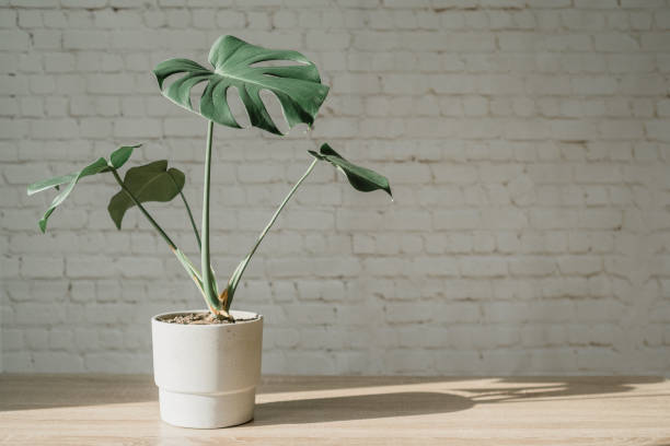 istock Modern working space with monstera plant in cement pot, laptop and mouse 1302861728