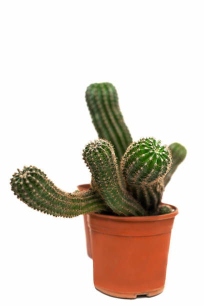 istock Natural isolated background with intertwined cacti inside orange pots 1302861752