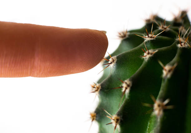 istock Close up macro female finger prick with green cactus sharp needles 1302861817