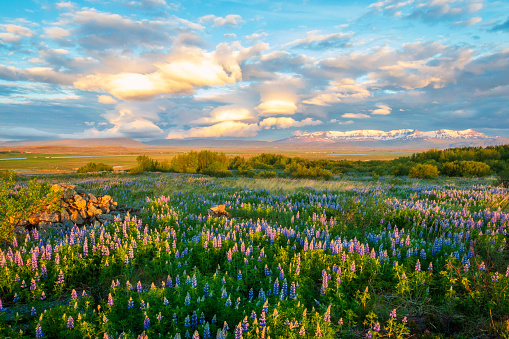 lupin field under romantic sunset clouds on iceland with snow capped mountains in background
