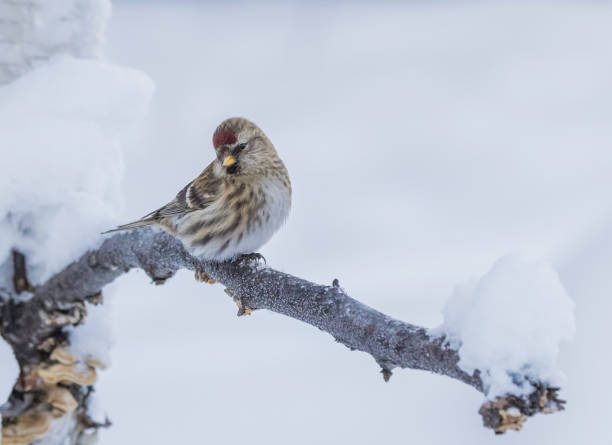 istock Common Female Redpoll Perching on a Branch 1302863524