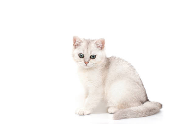 istock White with gray beautiful kitten of British breed sits on a white background. 1302863697
