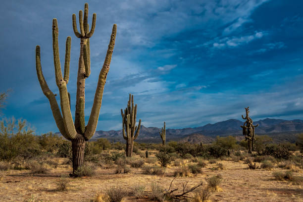 istock Desert Landscape in the Tonto National Forest 1302863718