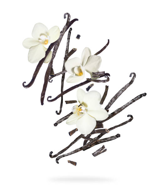 Dried vanilla sticks with flowers in the air isolated on a white Dried vanilla sticks with flowers in the air isolated on a white background spicery stock pictures, royalty-free photos & images