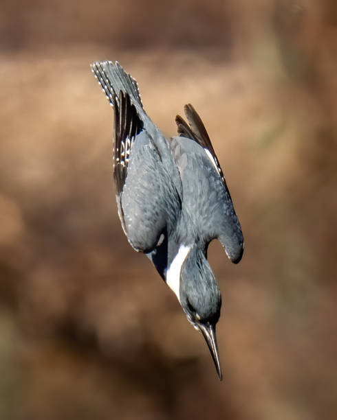 istock Kingfisher on a branch and in flight 1302866510