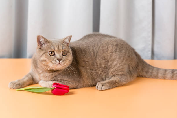 un chat britannique de shorthair se trouve à côté de la fleur rouge de tulipe et lève les yeux. festival du printemps - phlegmatic photos et images de collection