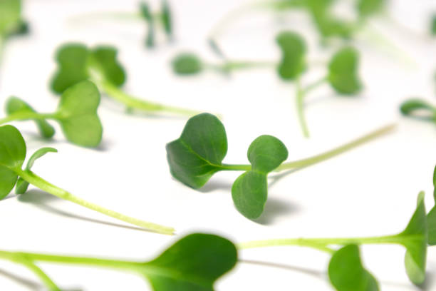 istock Selective focus. Fresh radish microgreens, isolated on white background. Healthy lifestyle concept. 1302866850