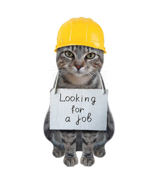 istock Cat gray looking for job 1302867053