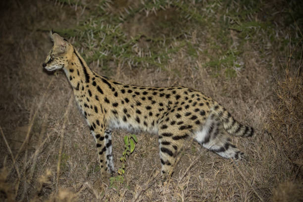 istock Serval in the Serengeti 1302867764