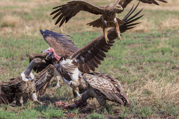 istock Vultures and raptors fight over dead gazelle 1302867820
