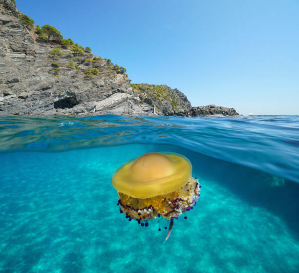 istock Mediterranean sea jellyfish over under water 1302868032