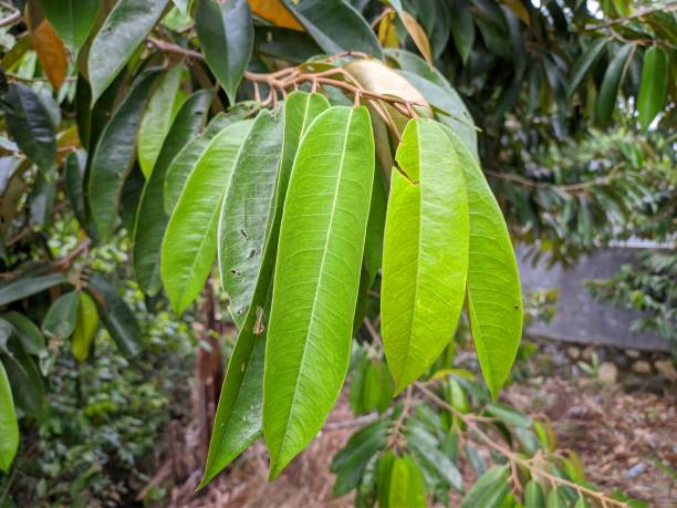 istock durian leaf (Durio zibethinus) in tropical nature borneo 1302869614