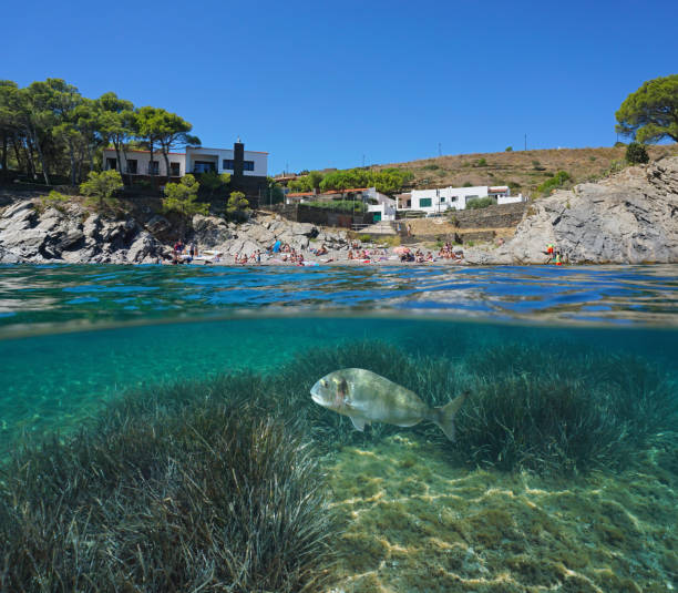 istock Mediterranean sea in summer over under water Spain 1302870527
