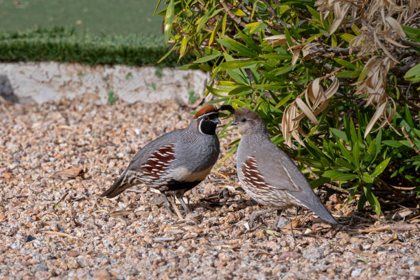 Gambel's Quail in Tonto National Forest, Rio Verde, Arizona stock photo