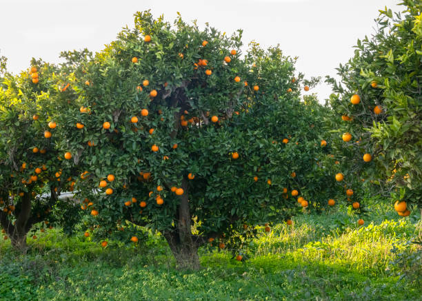 istock Orange tree full of fruit 1302870640