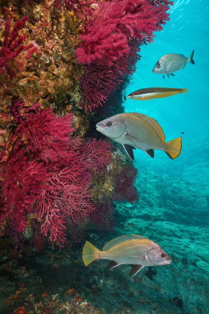 Mediterranean sea life underwater coral with fish