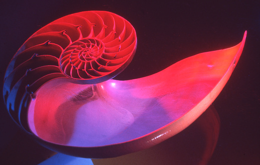 Nautilus shell interior (longitudinal cross-section) lit with colored lighting