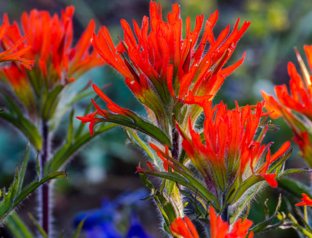 istock Paint Brush Wildflowers 1302874605