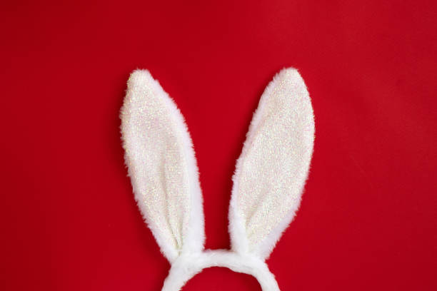 White fluffy bunny ears isolated on black background. Creative easter concept. Minimal concept