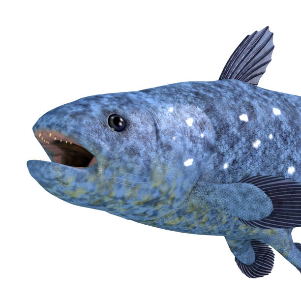 Coelacanth Latimeria Fish Head The Coelacanth fish was thought to be extinct but has found to still be a viable creature living in the world's oceans. coelacanth photos stock pictures, royalty-free photos & images