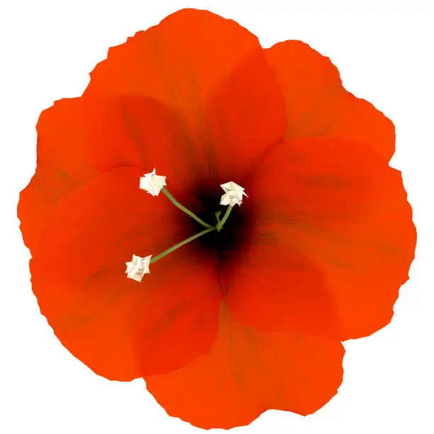 Flower isolated on white background - realistic 3d rendering